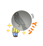 九ちゃん（九官鳥）（個別スタンプ：8）