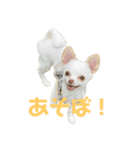 こなつのスタンプ1（個別スタンプ：2）