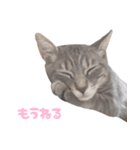 びびちゃん3かげつ（個別スタンプ：1）