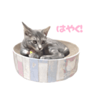 びびちゃん3かげつ（個別スタンプ：19）
