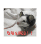 鈴木 大須賀（個別スタンプ：23）