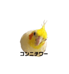 わが家のオカメインコchocobo（個別スタンプ：1）