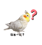 わが家のオカメインコchocobo（個別スタンプ：2）
