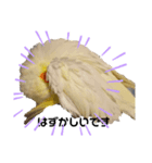 わが家のオカメインコchocobo（個別スタンプ：3）