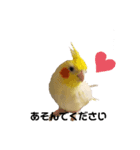 わが家のオカメインコchocobo（個別スタンプ：4）