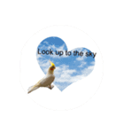 わが家のオカメインコchocobo（個別スタンプ：5）