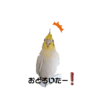 わが家のオカメインコchocobo（個別スタンプ：6）