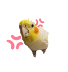 わが家のオカメインコchocobo（個別スタンプ：7）