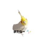 わが家のオカメインコchocobo（個別スタンプ：8）