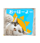 【仲良しネコの毎日】ハク兄さんスタンプ♪（個別スタンプ：1）