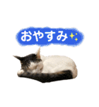 【仲良しネコの毎日】ハク兄さんスタンプ♪（個別スタンプ：5）