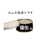 【仲良しネコの毎日】ハク兄さんスタンプ♪（個別スタンプ：7）