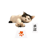 【仲良しネコの毎日】ハク兄さんスタンプ♪（個別スタンプ：8）