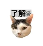 【仲良しネコの毎日】ハク兄さんスタンプ♪（個別スタンプ：9）