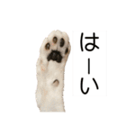 【仲良しネコの毎日】ハク兄さんスタンプ♪（個別スタンプ：10）