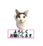 【仲良しネコの毎日】ハク兄さんスタンプ♪（個別スタンプ：12）