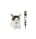 【仲良しネコの毎日】ハク兄さんスタンプ♪（個別スタンプ：13）