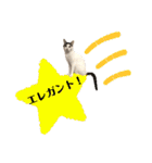 【仲良しネコの毎日】ハク兄さんスタンプ♪（個別スタンプ：14）