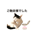 【仲良しネコの毎日】ハク兄さんスタンプ♪（個別スタンプ：19）