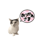 【仲良しネコの毎日】ハク兄さんスタンプ♪（個別スタンプ：20）