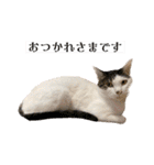 【仲良しネコの毎日】ハク兄さんスタンプ♪（個別スタンプ：21）