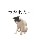 【仲良しネコの毎日】ハク兄さんスタンプ♪（個別スタンプ：22）