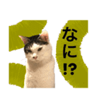 【仲良しネコの毎日】ハク兄さんスタンプ♪（個別スタンプ：25）