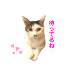 【仲良しネコの毎日】ハク兄さんスタンプ♪（個別スタンプ：30）