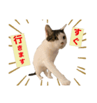 【仲良しネコの毎日】ハク兄さんスタンプ♪（個別スタンプ：31）