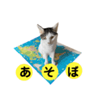 【仲良しネコの毎日】ハク兄さんスタンプ♪（個別スタンプ：33）
