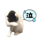 【仲良しネコの毎日】ハク兄さんスタンプ♪（個別スタンプ：35）