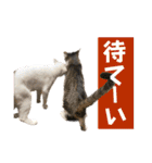 【仲良しネコの毎日】ハク兄さんスタンプ♪（個別スタンプ：38）