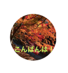 秋紅葉バージョン2（個別スタンプ：10）