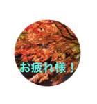 秋紅葉バージョン2（個別スタンプ：15）