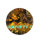 秋紅葉バージョン2（個別スタンプ：16）
