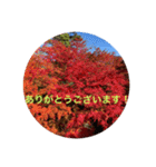 秋紅葉バージョン2（個別スタンプ：17）
