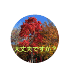 秋紅葉バージョン2（個別スタンプ：19）