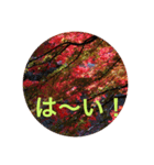 秋紅葉バージョン2（個別スタンプ：22）