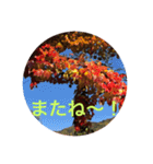 秋紅葉バージョン2（個別スタンプ：28）