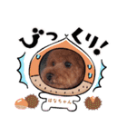 はなちゃん(トイプー)の愛犬スタンプ（個別スタンプ：4）