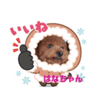 はなちゃん(トイプー)の愛犬スタンプ（個別スタンプ：8）