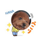 はなちゃん(トイプー)の愛犬スタンプ（個別スタンプ：16）
