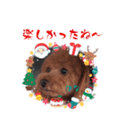 はなちゃん(トイプー)の愛犬スタンプ（個別スタンプ：35）