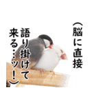 ことりカフェ心斎橋の文鳥スタッフ写真編（個別スタンプ：11）