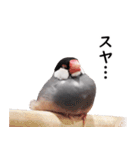 ことりカフェ心斎橋の文鳥スタッフ写真編（個別スタンプ：21）