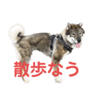 四国犬の壱（個別スタンプ：22）