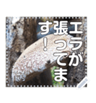 【きのこ】しいたけ原木栽培（個別スタンプ：16）