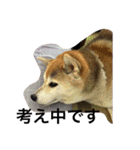 柴犬ハルと茶猫アバその2（個別スタンプ：1）