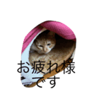 柴犬ハルと茶猫アバその2（個別スタンプ：2）