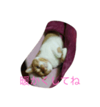 柴犬ハルと茶猫アバその2（個別スタンプ：3）